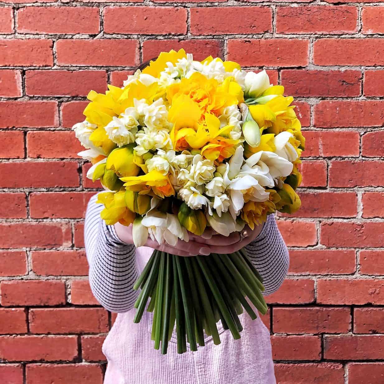 Daffodils – 10 Fun Facts