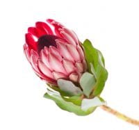 Protea. Top 5 Winter Flowers. The Petal Provedore. Melbourne.