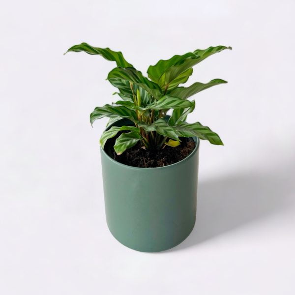 Potted plant in a green pot.