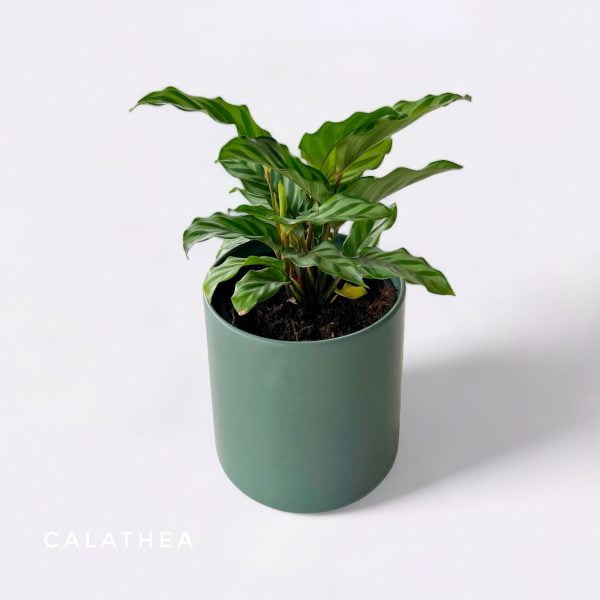Potted Plants Calathea