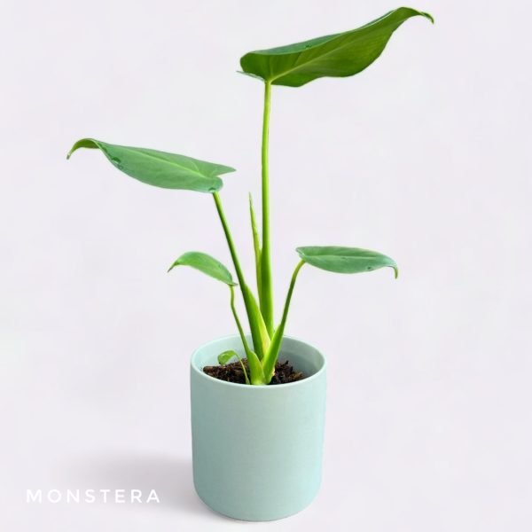 Potted Plants Monstera