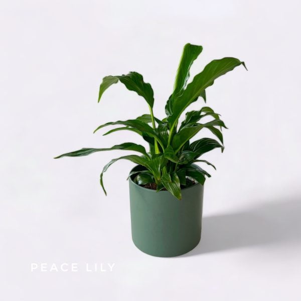 Potted Plants peace Lily