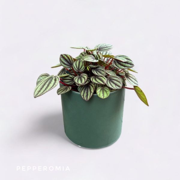 Potted Plants pepperomia