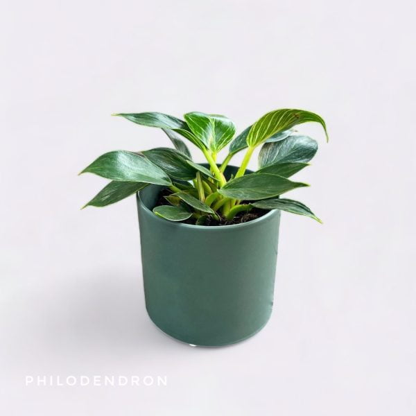 Potted Plants Philodendron