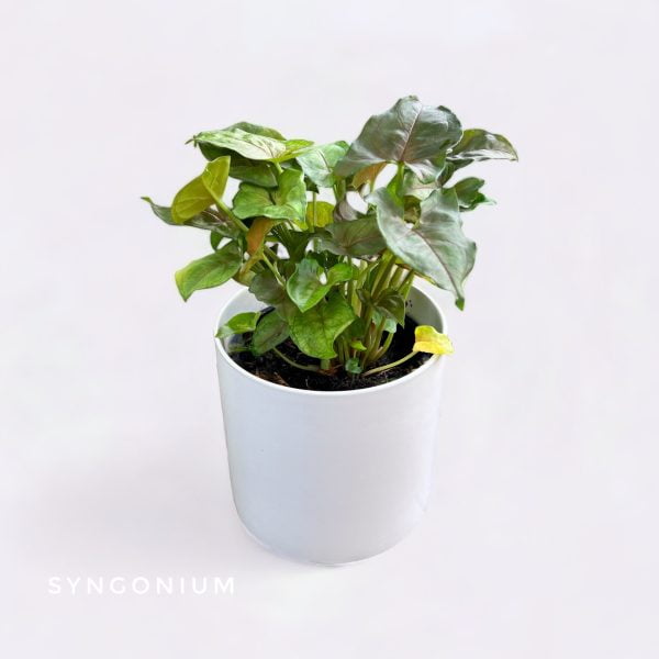 Potted Plants Syngonium in a white ceramic pot